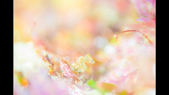 fantasea-7